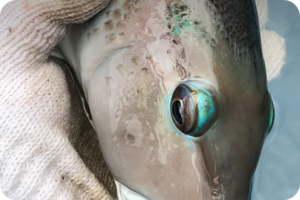 image of caught fish held in protective glove
