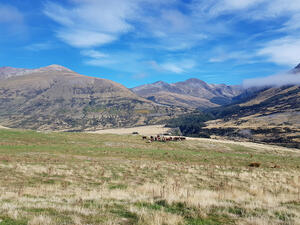 Group of cows on a pasture in front of mountains the High Country