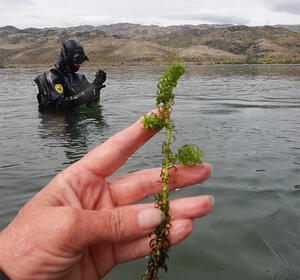 diver standing in Lake holding some lagrosiphon